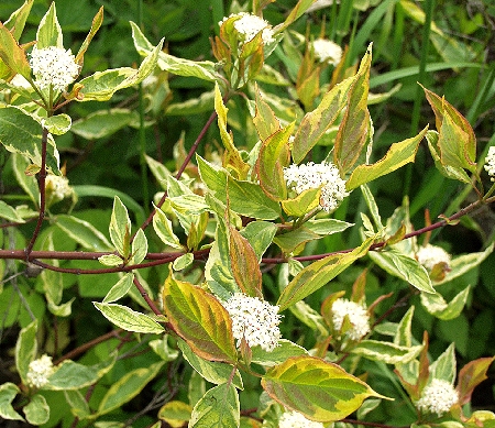 Cornus alba 'Gouchaultii'